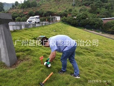 白云水利工程红火蚁防治